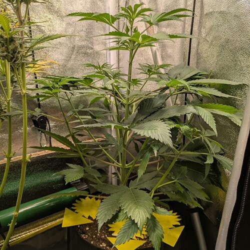 Growreport Bild 9