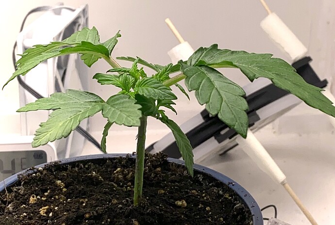 Growreport Bild 19