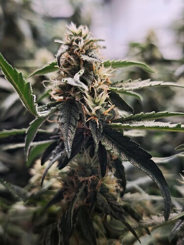 MVIMG_20251107_163836