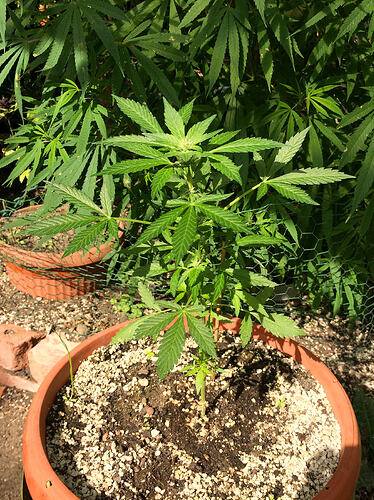 Grow26090601