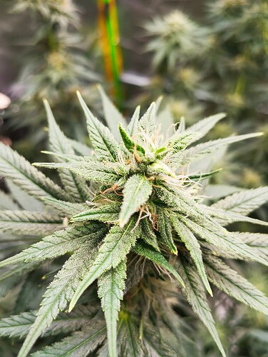Growreport Bild 7