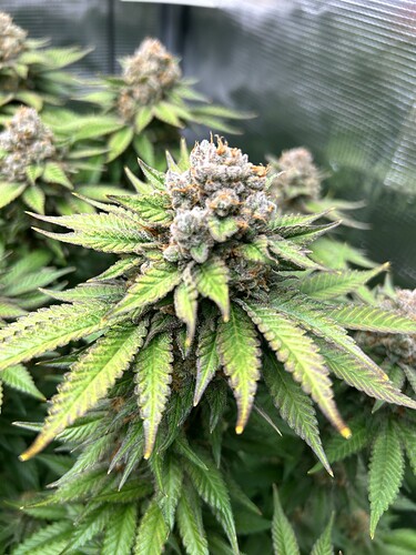 Nahaufnahme einer blühenden Cannabis-Pflanze mit dichten, harzigen Blütenständen in einem Grow-Zelt.