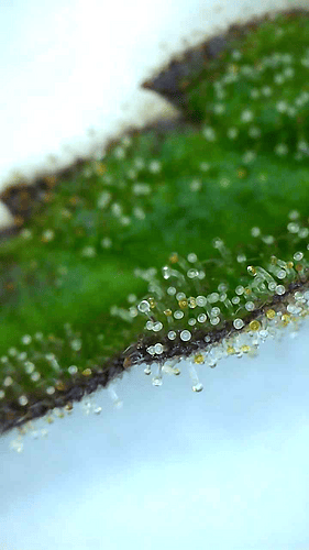 Growreport Bild 6