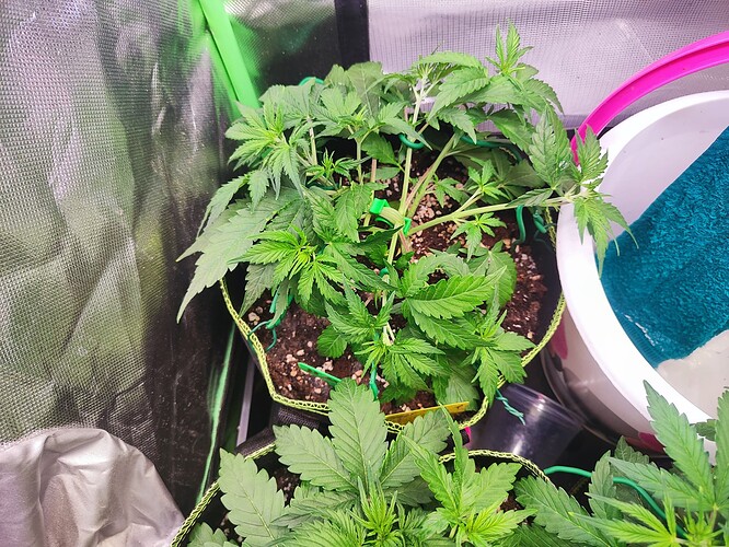Growreport Bild 3
