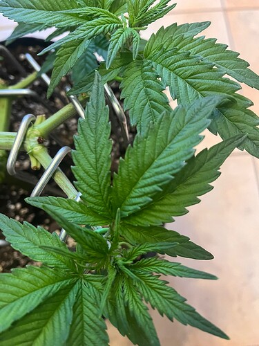 Growreport Bild 7