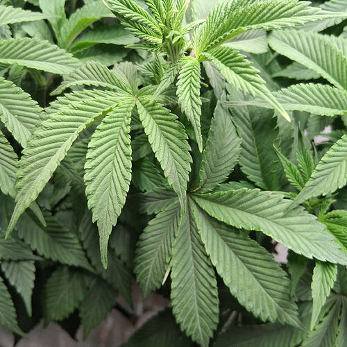 Sensi Skunk(2)  04