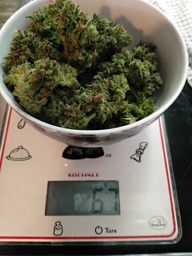 Growreport Bild 2
