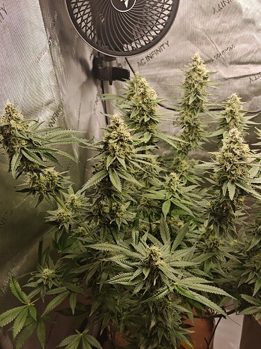 Growreport Bild 4
