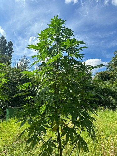 Growreport Bild 8