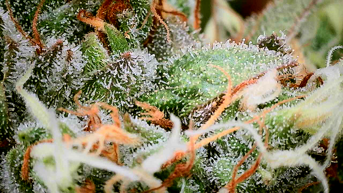 Nahaufnahme eines Cannabis-Buds mit deutlich sichtbaren Trichomen und orangefarbenen Stigmen.