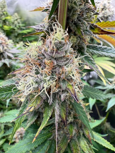 Growreport Bild 5