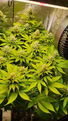 Eine blühende Cannabispflanze in einem Growzelt mit einem Umluftventilator an der Seite.