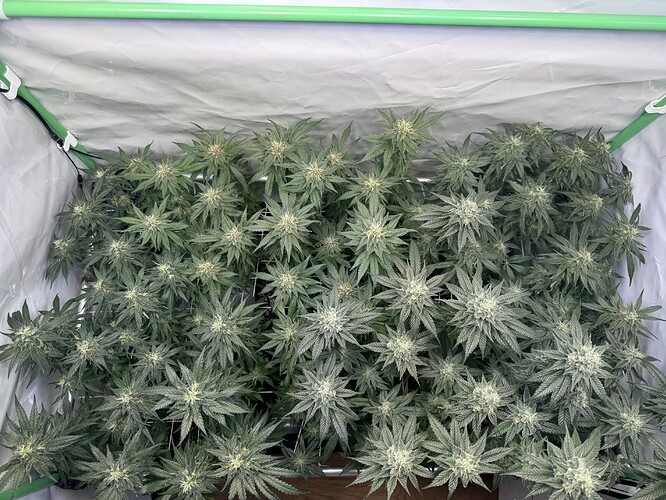 Growreport Bild 9