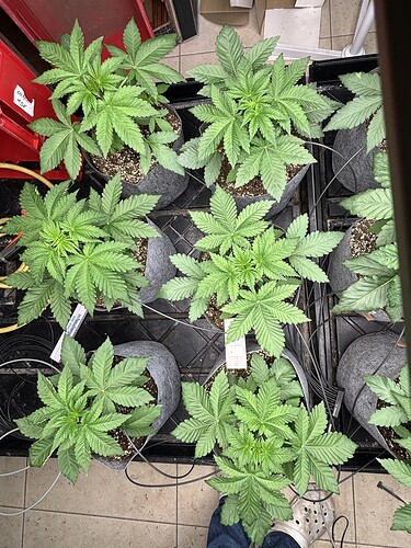 Growreport Bild 7