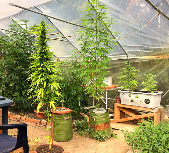 Grow26_0817_17