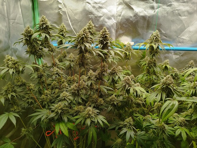 Growreport Bild 2