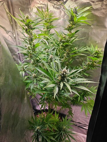 Growreport Bild 29