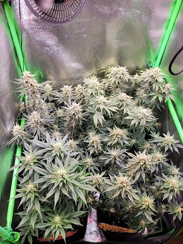 Growreport Bild 10