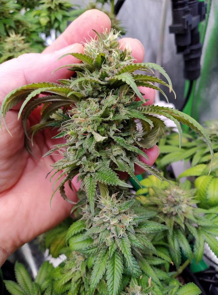 Der Erste Grow seit Langem