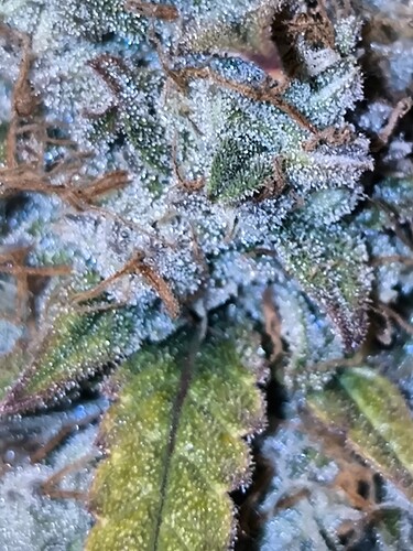 Growreport Bild 4