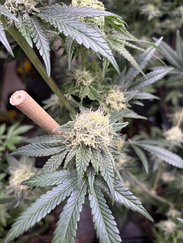 Growreport Bild 40
