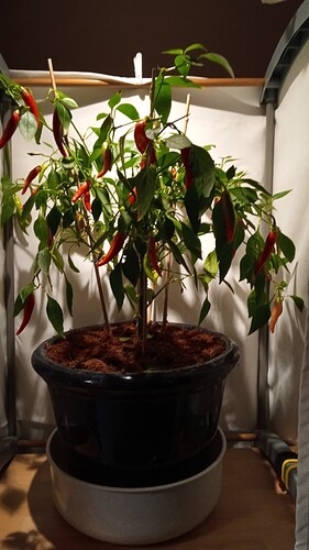 Growreport Bild 18