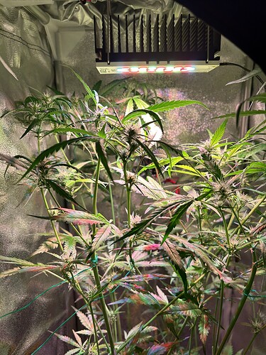 Growreport Bild 2