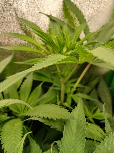 Growreport Bild 3