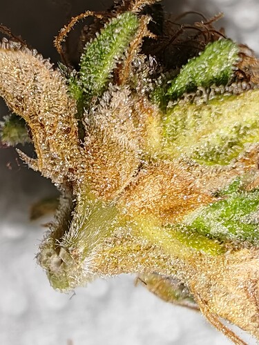 Growreport Bild 44