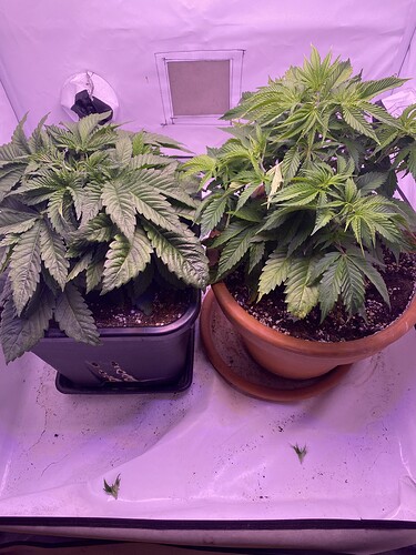 Growreport Bild 6
