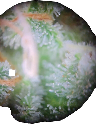 Growreport Bild 7