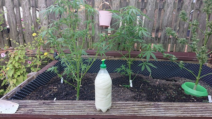 Growreport Bild 35