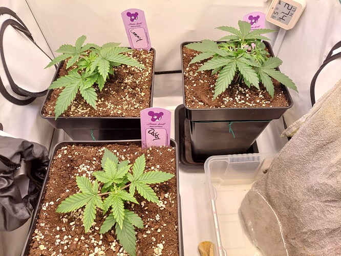 Growreport Bild 3