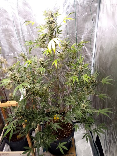 Growreport Bild 1