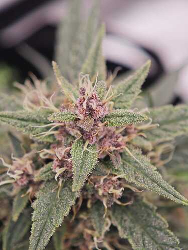 Growreport Bild 5