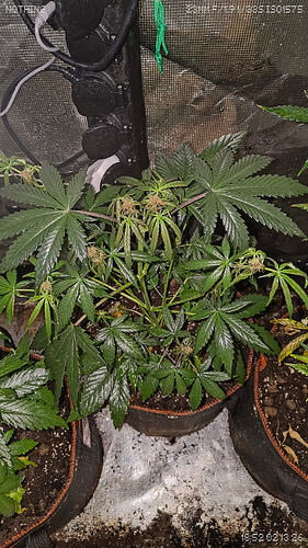 Growreport Bild 5