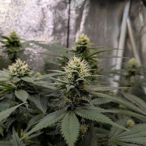 Growreport Bild 2