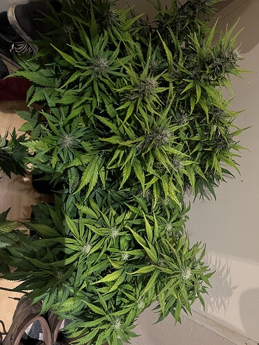 Growreport Bild 8