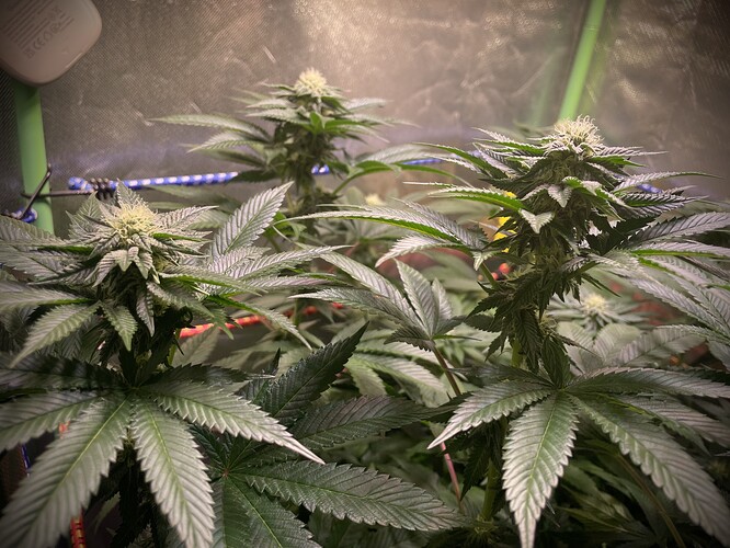 Growreport Bild 7