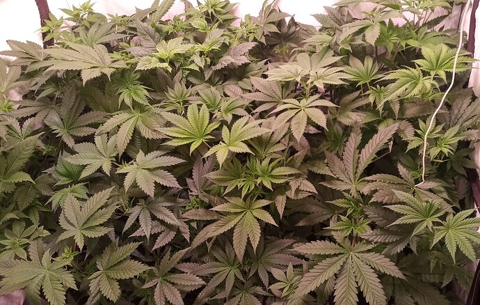 Growreport Bild 34