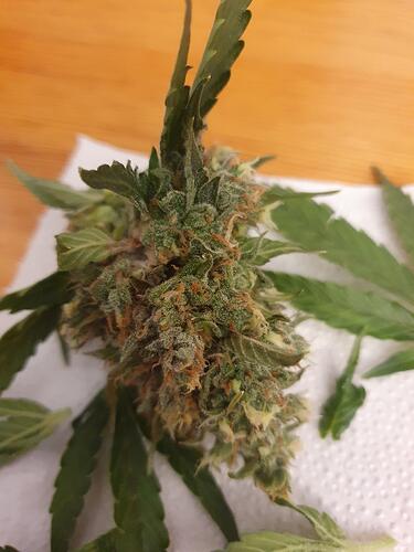 Growreport Bild 4