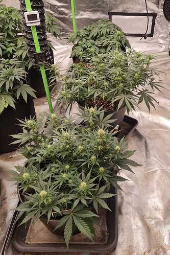 Growreport Bild 12