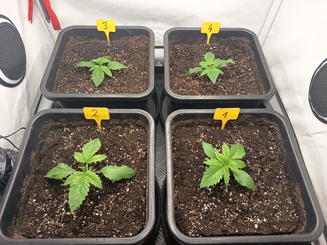 Growreport Bild 4