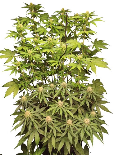 Growreport Bild 6