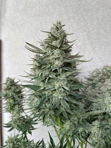 Growreport Bild 6