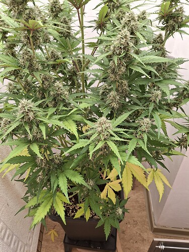 Growreport Bild 168