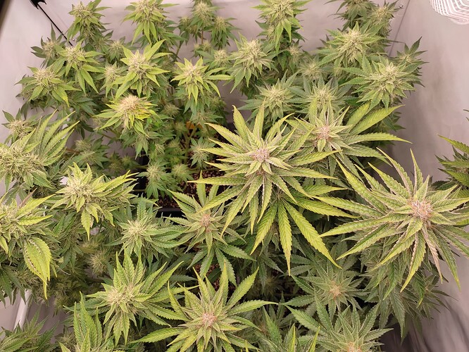 Growreport Bild 34