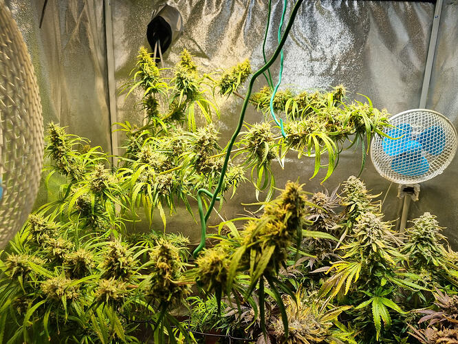 Mehrere blühende Cannabispflanzen in einem Zelt, beleuchtet von einer Lampe, mit einem Ventilator im Hintergrund.