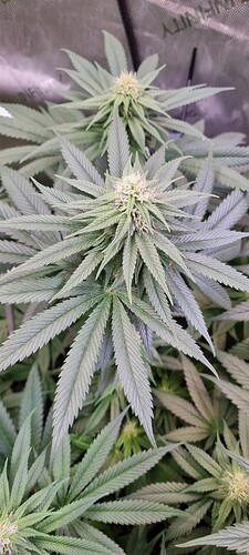 Growreport Bild 7