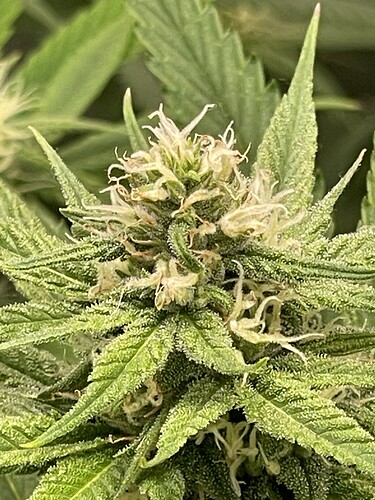 Growreport Bild 13